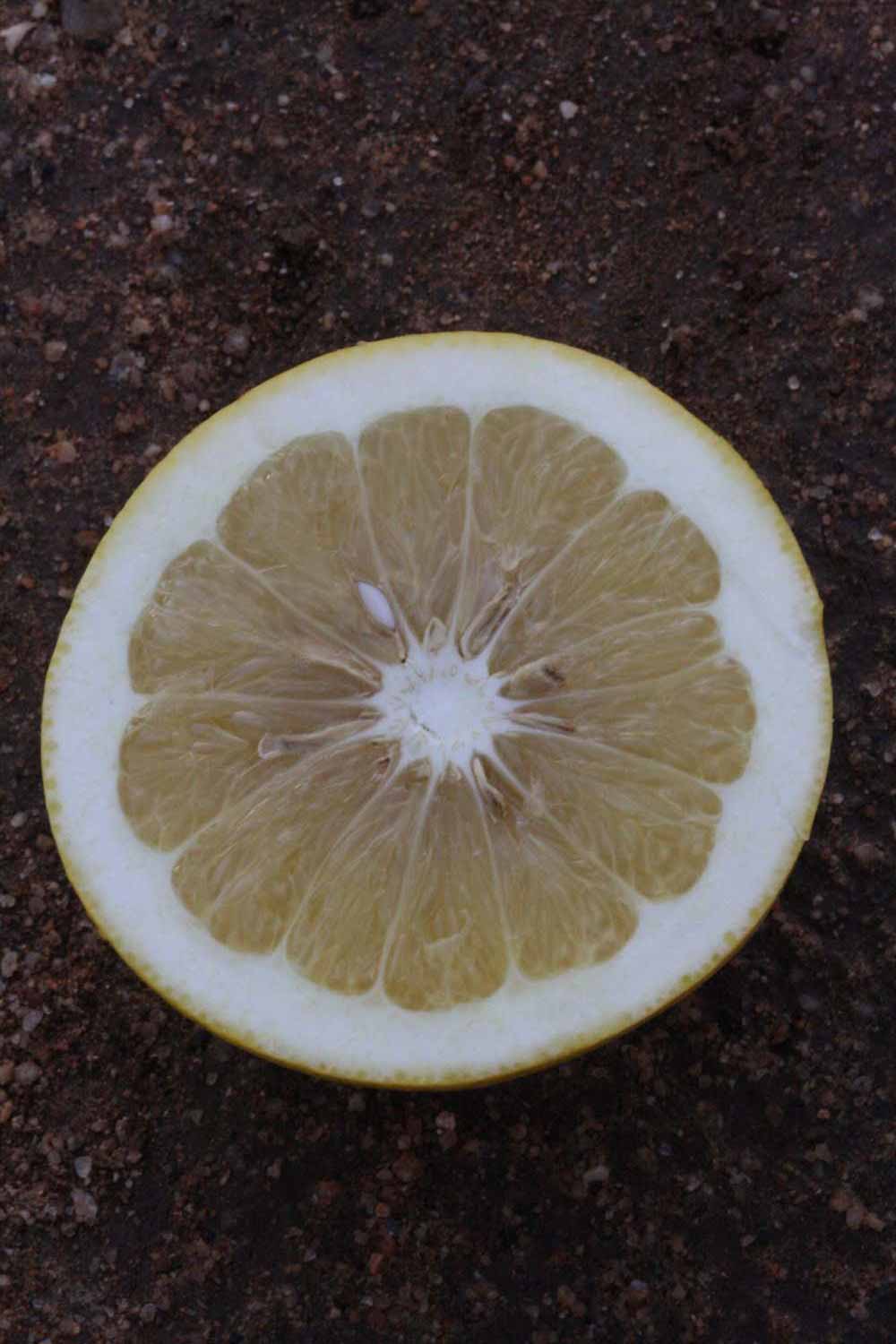              Fruit cross-section (Riverside, CA)       